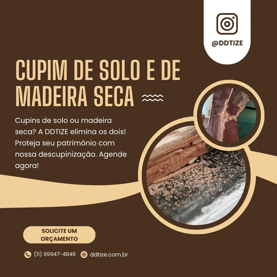 Cupim de solo e cupim de madeira seca – diferenças