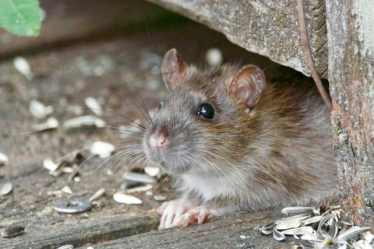 Rato em área externa – desratização na Zona Oeste de São Paulo